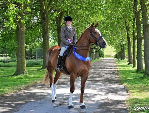 vicki rogers equestrian horse riding sport south devon